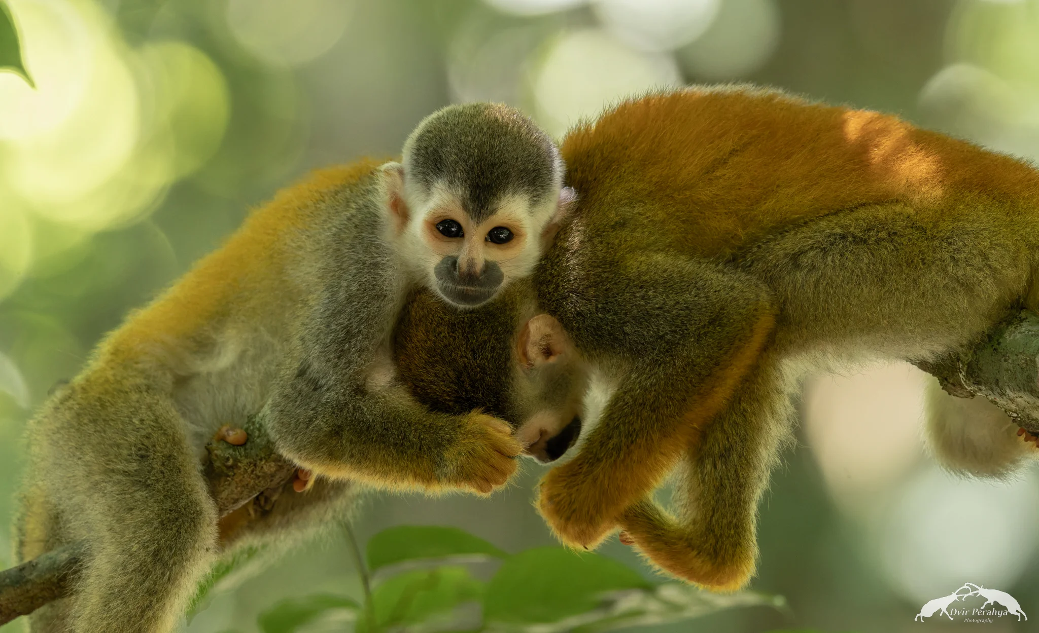 Squirrel monkey, Manuel Antonio